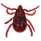 Brown dog tick