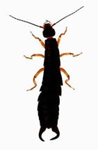 Earwig