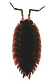 Sow bug