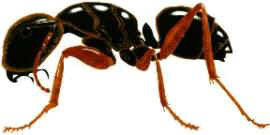 Carpenter Ant